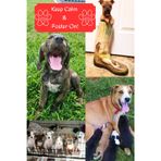 Keep Calm & Foster On!