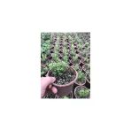 Kekik Fidanı 10-20 Cm 5 Adet Thymus Vulgaris