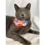 Kemique Autumn Kedi Bandana, Fular, Kedi Kıyafeti Kedi Elbisesi, Kedi Tasması