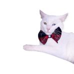 Kemique Bb Ekose Black Kedi Papyonu