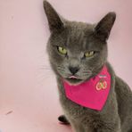 Kemique Cherry Kedi Bandana, Fular, Kedi Kıyafeti Kedi Elbisesi, Kedi Tasması