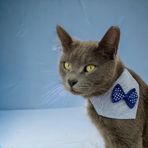 Kemique Dinner Date Navy Kedi Bandana, Fular, Kedi Kıyafeti Kedi Elbisesi, Kedi Tasması