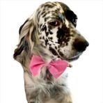 Kemique KEDİ VE KÖPEKLER İÇİN PAPYON PEMBE PEMBE 1