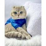 Kemique Mavi Superman Kedi Tişörtü Kedi Kıyafeti Kedi Elbisesi - S