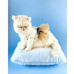 Kemique Navy Creamy Tütülü Kedi Elbisesi, Kıyafeti Tutu XL