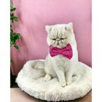 Kemique Pinky Pie Kedi Papyonu