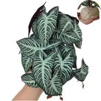 KERUIDENG Sürüngen Bitkileri, Teraryum Dekoru, Amfibi Habitat Dekoru, Gecko Bukalemun Yılan Kaplumbağa Tankı Aksesuarları için Yapay Bitkiler (Xanthosoma sagittifolium)