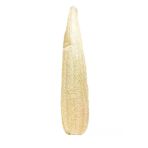 Kese Hamam Kesesi Kabak Lifi 60 70 Cm Ham Kabak Kesesi Işlenmemiş Kabak Lif