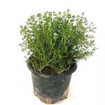 Keskin Kokulu Kekik Fidanı Potted Thyme Sapling 15-25 Cm