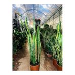 Kılıç Çiçeği Paşa Kılıcı Sansevaria Ev Bitkisi Ofis Bitki Salon Bitkisi 40-50 Cm