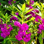 Kına Çiçeği Tohumu - 2- IMPATIENS BALSAMINA (~ Takribi 40 Tohum)