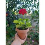 Kıpkırmızı Sardunya Çiçeği Fidesi 10-20 cm