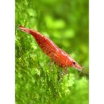 Kiraz Karides ( Neocardina Davidii ) 10Adet