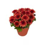 Kiremit Kırmızı Kasımpatı Çiçeği Fidanı 10-20 Cm