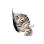 Kırık Cam Efekti Kedi Araba Oto Sticker Etiket Z2