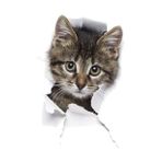 Kırık Cam Efekti Kedi Araba Oto Sticker Etiket Z6