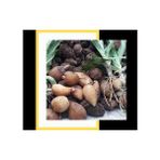 Kırkpınar Çiftliği Salep Orkidesi Anaçlık Yumru 1 kg