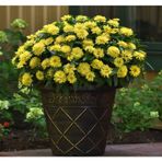 Kirli Hanım ( Zinnia İri Çiçek ) Sarı Renkli - 5 Tohum