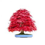Kırmızı Acer Rubrum Bonsai Ağacı Tohumu Red Maple Tohum+Hediye To