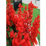 Kırmızı Ateş Çiçeği Salvia Splendens Red Tohumu 30 Adet