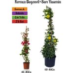 Kırmızı Begonvil Çiçeği Fidanı+Sarı Yasemin Fidanı 2'li Bahçe Peyzaj Seti