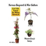 Kırmızı Begonvil Çiçeği+Mor Salkım Ağacı Fidanı Mezem Çiçeği Hediyeli Bahçe Peyzaj Seti
