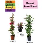 Kırmızı Begonvil+Kokulu Hanımeli Çiçeği+Telgraf Çiçeği Hediyeli 3'lü Peyzaj Seti
