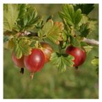 Kırmızı Bektaşi Üzümü & American Red Goosberry Fruit Tohumu Tropikal Meyve Tohumları 5 Adet Tohum