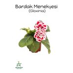 Kırmızı-Beyaz Renk Bardak Menekşesi 1 Adet Saksılı 10-15CM Balkon Çiçeği