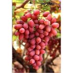 Kırmızı Çekirdeksiz Üzüm - Crimson Seedless- Açık Köklü -Akıllı Gübre Hediye (40 Gr)