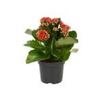 Kırmızı Çiçekli Kalanşo (Kalanchoe) Çiçeği Ithal Büyük Boy, SRD30012025BYB1039