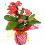 Kırmızı Euphorbia Milii (Dikenler Tacı) 10-20 Cm
