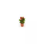 Kırmızı Euphorbia Milli / Dikenler Tacı Küçük Saksıda 10-20 Cm
