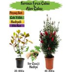 Kırmızı Fırça Çalısı+Alev Çalısı Fidanı+Itır Çiçeği Hediyeli Peyzaj Seti
