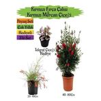 Kırmızı Fırça Çalısı+Kırmızı Mercan Çiçeği+Telgraf Çiçeği Hediyeli Peyzaj Seti, BTS0001NA2817