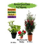 Kırmızı Fırça Çalısı+Kokulu Ful Yasemin+Mini Gül Hediyeli Peyzaj Seti, SRD04022025BYB299