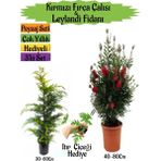 Kırmızı Fırça Çalısı+Leylandi Çam Fidanı+Itır Çiçeği Hediyeli Peyzaj Seti