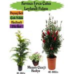 Kırmızı Fırça Çalısı+Leylandi Çam Fidanı+Mezem Çiçeği Hediyeli Peyzaj Seti