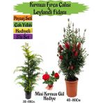 Kırmızı Fırça Çalısı+Leylandi Çam Fidanı+Mini Kırmızı Gül Hediyeli Peyzaj Seti