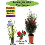 Kırmızı Fırça Çalısı+Mavi Yasemin Çiçeği Fidanı+Mini Gül Hediyeli Peyzaj Seti