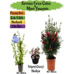 Kırmızı Fırça Çalısı+Mavi Yasemin Çiçeği Fidanı+Telgraf Çiçeği Hediyeli Peyzaj Seti
