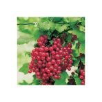 Kırmızı Frenk Üzümü Fidanı 10-20 Cm