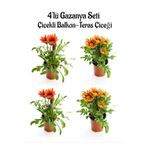 Kırmızı Gazanya 2 Adet+Turuncu Sarı Gazanya 2 Adet Saksılı 10-20Cm Balkon Bitkisi, BTS0101NA1347