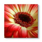Kırmızı Gerbera Çiçeği Tablosu 100 x 100