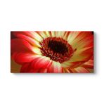 Kırmızı Gerbera Çiçeği Tablosu 100 x 50