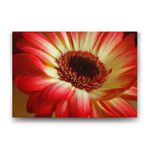 Kırmızı Gerbera Çiçeği Tablosu - 125x80cm
