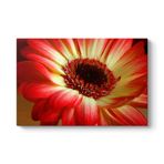 Kırmızı Gerbera Çiçeği Tablosu 75 x 50