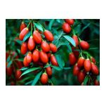 Kırmızı Goji Berry Fidanı 2-3 Yaş