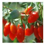 KIRMIZI GOJİ BERRY FİDANI 2 ADET