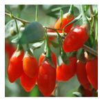 KIRMIZI GOJİ BERRY FİDANI 5 ADET